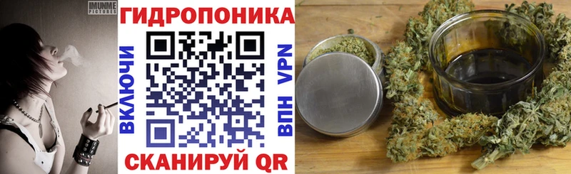 Конопля OG Kush  Хасавюрт 